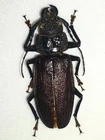 PHYSOPLEURUS RUGOSUS MALE A1 HUGE!!! 61MM+ CERAMBYCIDAE PRIONINAE PERU RARE!!!
