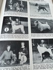 Popular Dogs Magazine May 1955 Miniature Poodle Old Advertising  — photo 8