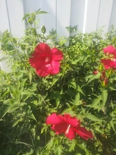 Hibiscus Seeds - 25   Hardy sorted Hibiscus Seeds - organically grown, perennial