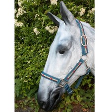 Halfter Kids, ELT Nylonhalfter, Koppelhalfter, stabiles Stallhalfter Kids
