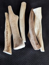 5 Pack Medium Cheap Whitetail Deer Antler Dog Chews Grade A Best Value Chews