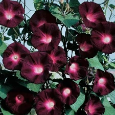  20 Black Knight Morning Glory Seeds Annual Flower Flowers Climbing Vine 340