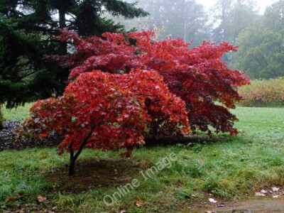Photo 6x4 Red Leaves in the Rain, Batsford Arboretum (2)  c2009