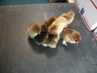 18 LARGE BREED BLUE PARTRIDGE COCHINS FRESH AND FERTILE HATCHING EGGS. ( RARE) — photo 5