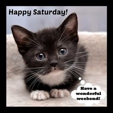 Happy Saturday Have A Wonderful Weekend Start Your Day Off Right ;) Cat MAGNET