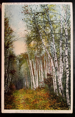 Vintage Postcard 1915-1930 A White Mountain Birch Path, New Hampshire (NH)