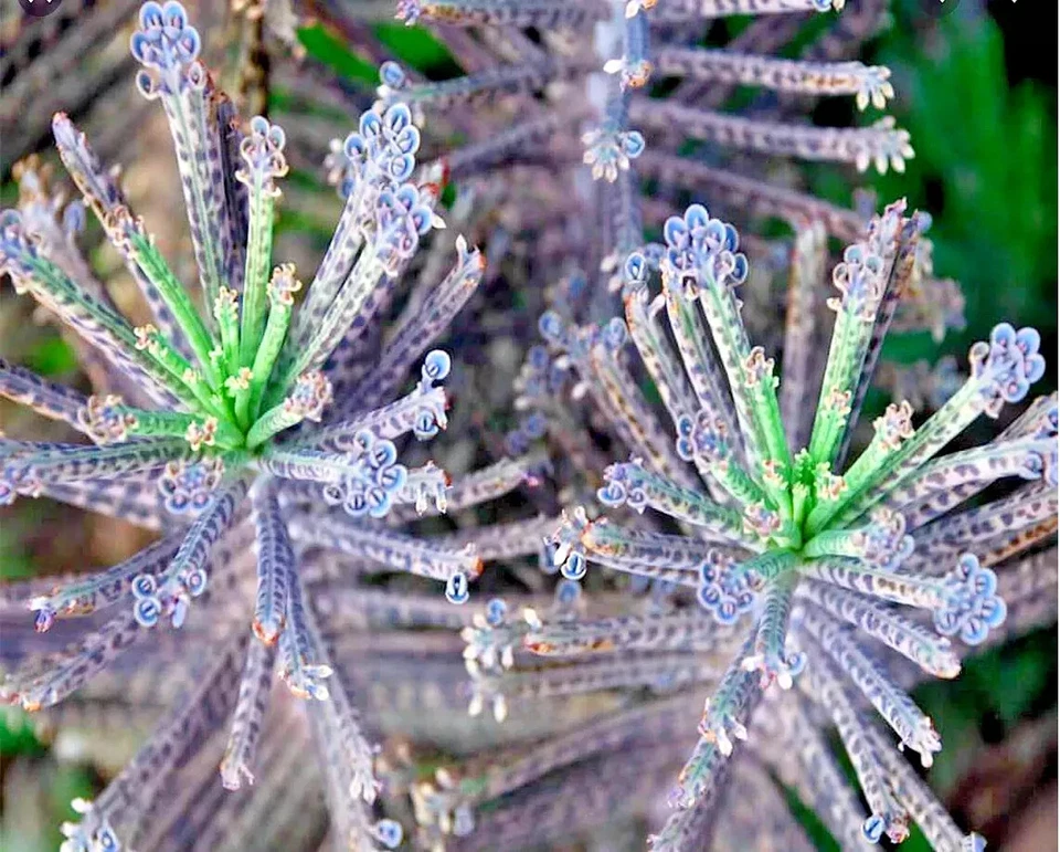 Mother Of Millions (Kalanchoe tubiflora) drought tolerant plant seed 25 Seeds - Image 2 of 4