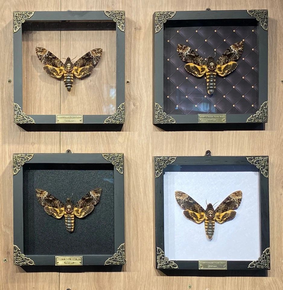 Coleção de taxidermia cabeça de morte real traça caveira emoldurada esquisitices decoração gótica - Imagem 3 de 4