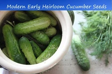 Vegetable Seeds-Modern Early Cucumber- 20 seeds