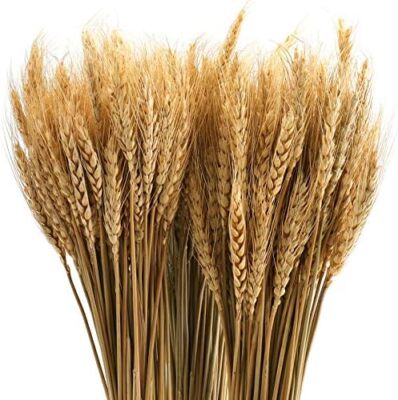 300 Stems 16 Inch Dried Wheat Sheaves, Natural Wheat Stalks Bundle Fall Arran...