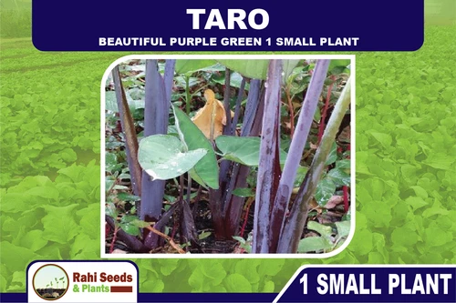 TARO - Beautiful Purple Green - 1 Small Plant