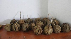 Lot of 16 DRIED PIECES of FRUIT for Home Decor / Crafts / Wreaths