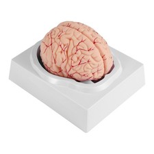 Anatomie Modell des menschlichen Gehirns in L...