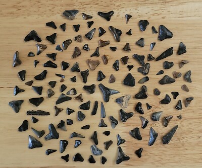 Lot of 125 Colorful Intact Fossilized Shark Teeth - Various Species - Collection