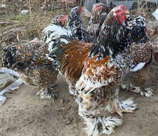 Beautiful Giant Pure Bred Porcelain Brahma Hatching Eggs-10 + +Fertile Rare