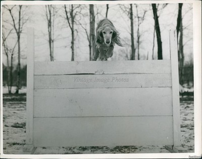 1952 Photo Slauki Champion Akbar Trevfi Of Pine Paddocks Berea Ky Animals 8x10