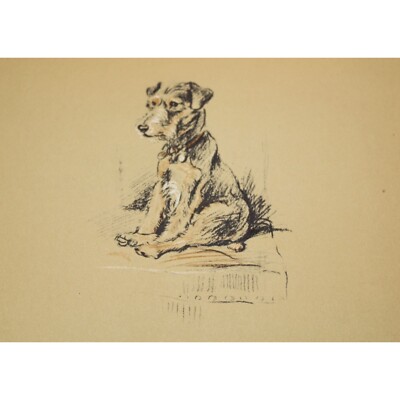 Lucy Dawson 1937 Lakeland Terrier Dog Print 90515 Trig