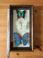 Vintage Set Of 3 framed Collectable Butterflies Taxidermy Display morpho