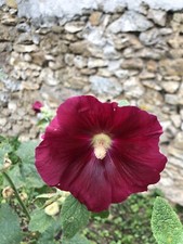 25 Graines De Rose Tremière Bordeaux (bio)