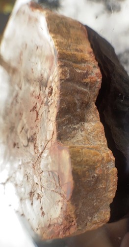 Lastra di legno pietrificato 308 grammi/entrambi i lati lucido, anello corteccia/bellissimo esemplare - Foto 8 di 14