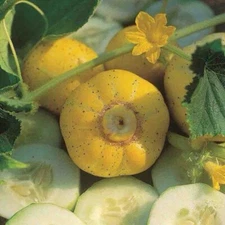 150+ SEEDS Organic Lemon Cucumber for Planting
