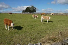 Photo 6x4 Cattle by Highstool Lane They are all together in this field ad c2021