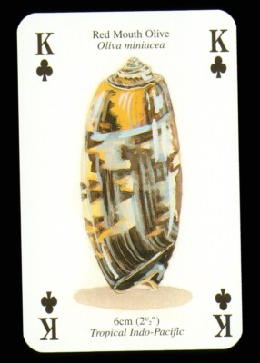 1 x Spielkarte Red Mouth Olive Shell - King of Clubs Q85