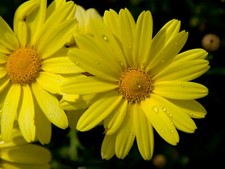 Corn Marigold, Glebionis segetum, Bee Friendly Yellow, UK Wildflower, 1400 Seeds