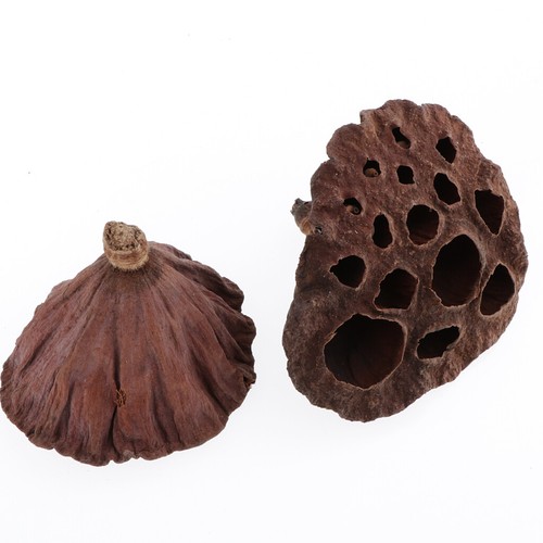 30 Mini Dried Brwon Lotus Without and Stems(1.2-4.7inch), - Picture 5 of 7