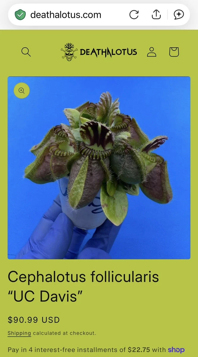 Pitcher Plant Cephalotus Carnivorous Plants for sale | eBay