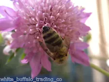 BEE HAPPY 20 Wild Flower Seed Mix for bees & butterflies 10 grams =100s of seeds