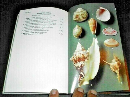 A FIELD GUIDE TO SHELLS OF THE ATLANTIC AND GULF COASTS AND WEST INDIES - Imagen 2 de 12