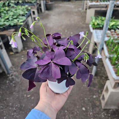 Oxalis Triangularis Plants  Purple Shamrock Plant | 4 In Pot