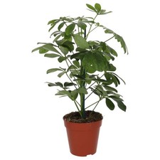 Dwarf Umbrella Tree | Schefflera arboricola