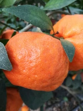 Citrus reticulata CHANGSHA MANDARIN ORANGE - COLD HARDY Tree SEEDS!