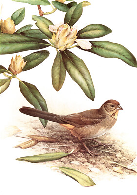 1980 Vintage Print Brown Towhee Bird Birds Lansdowne