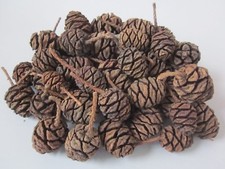 X30 Naturally Dried Sequoia Pine Fir Cones 4 – 5 cms ~ Floristry, Crafts, Xmas