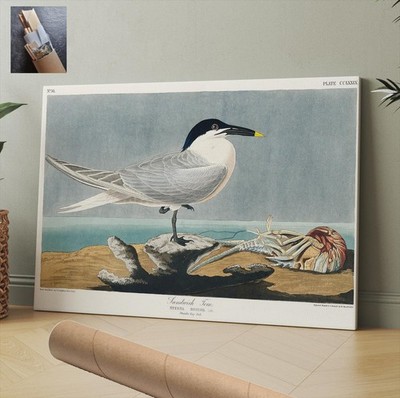 Nature Birds John Audubon Tern CANVAS WALL ART 30x20 in