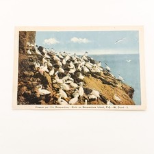Vintage Postcard Birds Northern Gannets Bonaventure Island Sanctuary Quebec Ca.