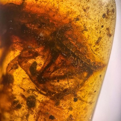 EIDECHSENRESTE in Burmesisch / Burmit Bernstein Fossil / 100% Original