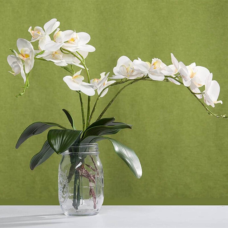 Hojas de OrquíDeas Phalaenopsis Plantas de Contacto de LáTex de RaíCes