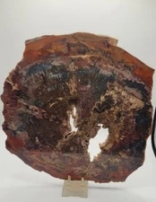 Beautiful  12" wide and 12"tall Arizona Petrified Wood Slab 