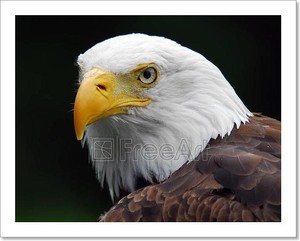 American Bald Eagle Art Print Home Decor Wall Art Poster ...