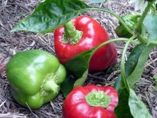 125 Keystone Resistant Giant Bell Pepper Seeds, NON-GMO, Heirloom,
