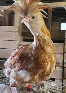 Buff polish  Hatching  Eggs,  10eggs +,  NPIP