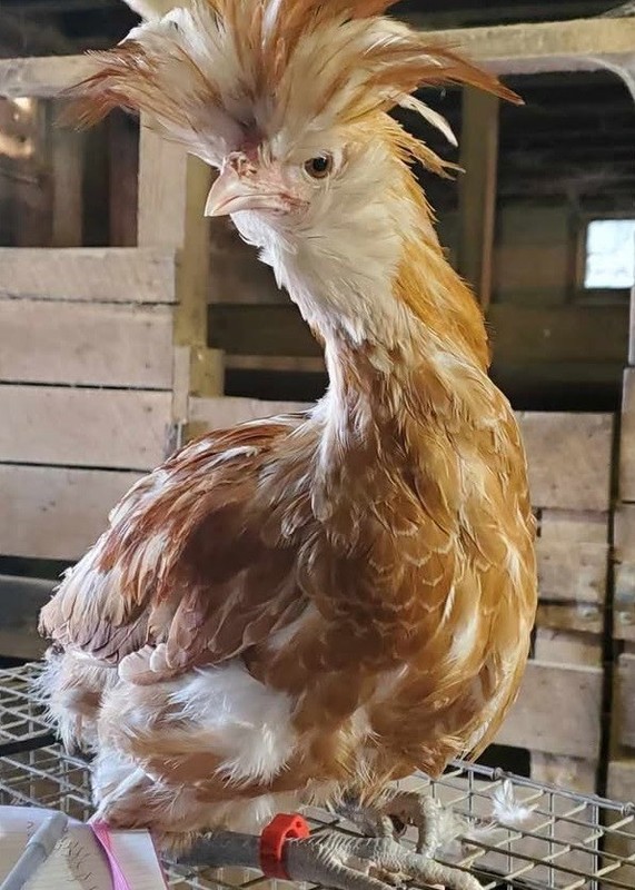 Buff polish  Hatching  Eggs,  10eggs +,  NPIP