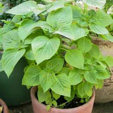 50 Super Green Perilla Shiso Seeds Oriental Plant Japanese Basil Herb Leaves UK