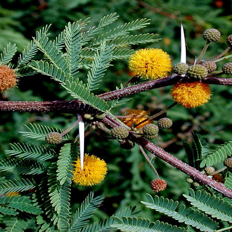 Graines Acacia Terminalis - 10x - Arbuste Australien - Jardin, Terrasse - Hauteur Jusqu'à 6 M - Plante Mellifère - 5