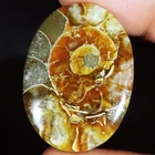 48.45 Carat. Natural Ammonite Fossil Oval Cabochon Loose Gemstone (25x34x05 mm)