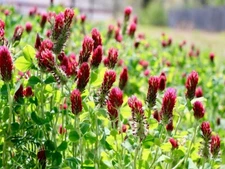 2400+ Clover CRIMSON RED SEEDS - Pollinator Food - Cover Crop - NON GMO -- FRESH